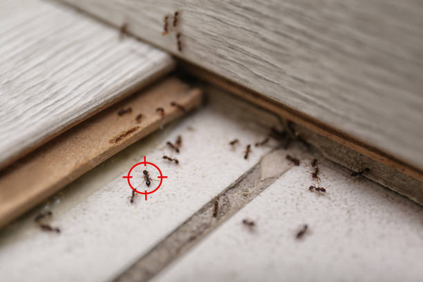 Professional Pest Control in Santee, CA