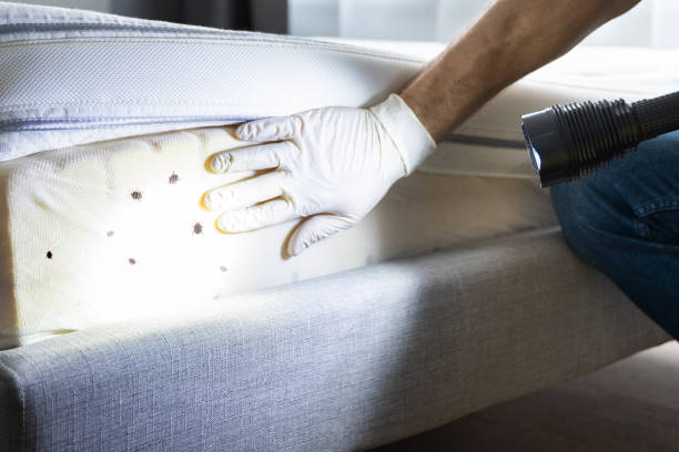 Best Pest Control Treatment  in Santee, CA