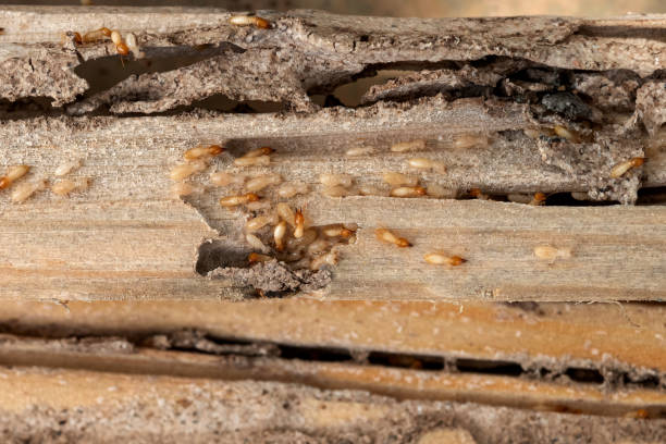 Best Pest Prevention Services  in Santee, CA